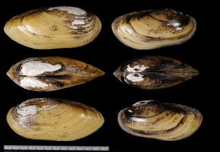 キイロランプヌマガイ (仮称) Lampsilis teres small