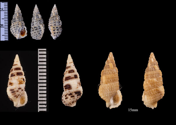 ヒメクワノミカニモリ Cerithium zonatum small