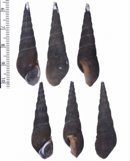 ヌノメカワニナ近似種？ Melanoides tuberculata aff. small