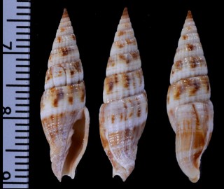 ツクシガイ Vexillum fuscoapicatum small