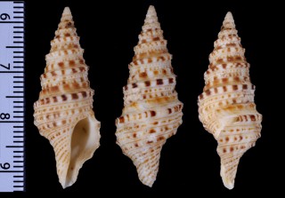 イジケクダマキ Lophiotoma ruthveniana small