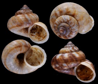 ランソンヤマトガイ (仮称) Japonia hypselospira small