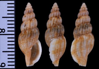 ウスオビフタナシシャジク Asperdaphne subzonata small