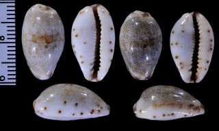 インドメダカラ Purpuradusta gracilis notata small