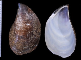 エゾイガイ Crenomytilus grayanus small
