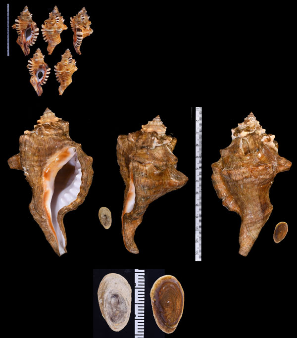 インドフジツガイ Cymatium perryi small