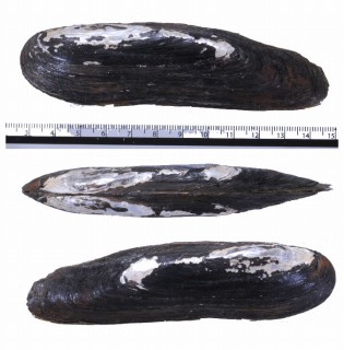 ヤリヌマガイ Elliptio shepardiana small
