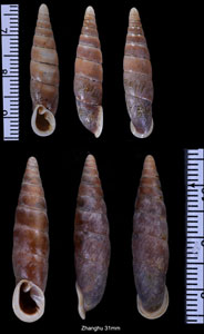 スインホウギセル Formosana swinhoei small