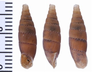 マレッティモギセル (仮称) Charpentieria scarificata small