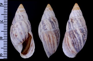 トラシボリマイマイ (仮称) Drymaeus vexillum tigris small