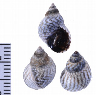 サザナミタマキビ (仮称) Littorina lineolata small