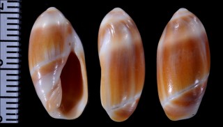 オボロホタル Ancilla ordinaria small