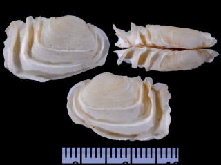 モシキマツカゼガイ Irus irus small