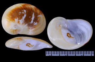 ツツミガイ 包貝 Sinum planulatum small
