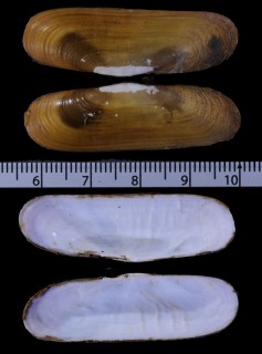 コガタマテナリアゲマキ (仮称) Tagelus subteres small