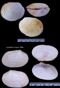 アフリカアサリ Venerupis corrugata small