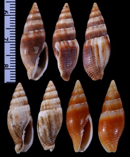 テンスジフデ Mitra punctostriata small