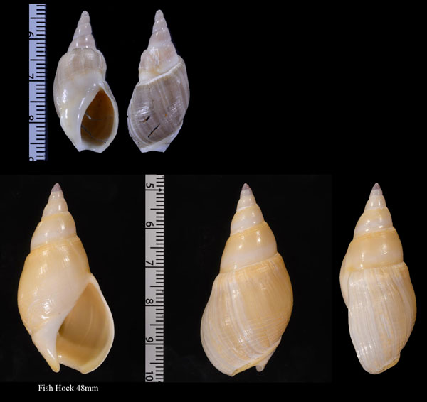 ウスイロホタルバイ Bullia tenuis small