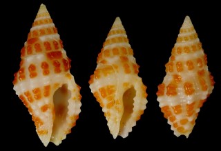 カーティスノシガイ Engina curtisiana small