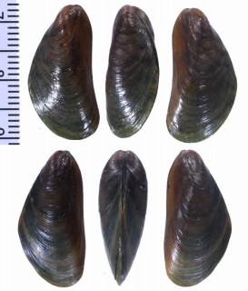 アヤニセイガイ Mytella falcata small