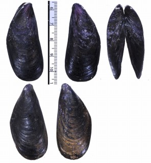 ナンベイムラサキイガイ (仮称) Mytilus platensis small