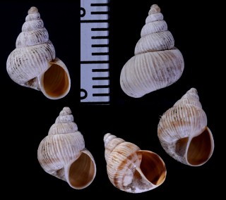 ホソヒダオカカクタニシ (仮称) Bostryx scalariformis small