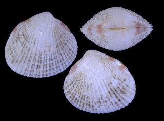 アデヤカヒメカノコアサリの近似種 Veremolpa mindanensis aff. small