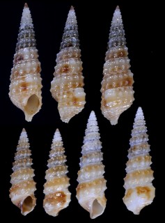オオトゲニナ Argyropeza divina small
