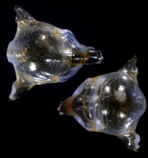 マルセササノツユ Diacavolinia longirostris angulosa small