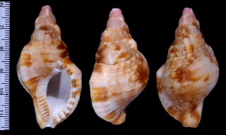 アルゴアヨーロッパボラ Charonia lampas pustulata small