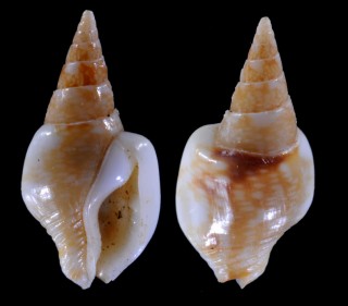 コブソデマツムシ Strombina dorsata small