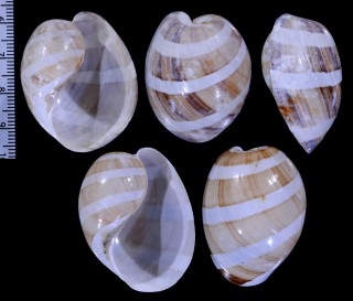ヤカタガイ 屋形貝 Hydatina albocincta small