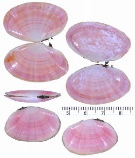 ヒラザクラ Tellinides ovalis small