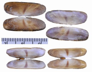 マスオガイダマシ Tagelus divisus small