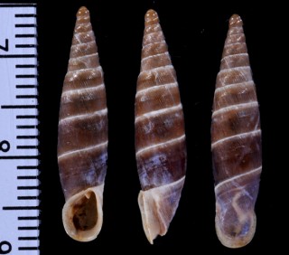 トルコのキセルガイの仲間03 Cristataria colbeauiana small