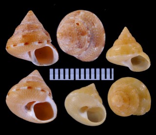ハツカエビス Calliostoma simodense small