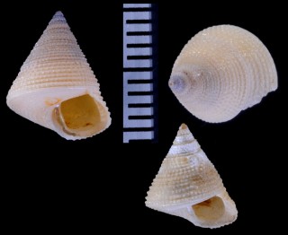 オオサトエビス Calliostoma takujii small