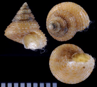 ニホンカイエビス Calliostoma uranipponense small