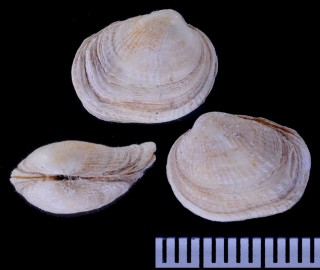 ナンアヌノメセミアサリ (仮称) Petricola bicolor small