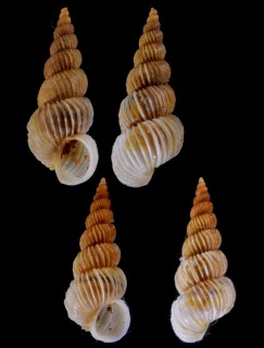 クラウスイトカケ (仮称) Epitonium kraussi small