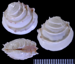 フリンダースハナガイ Placamen flindersi small