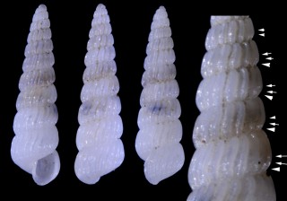 キドイトカケギリの仲間 (仮称) Turbonilla mormuloides small