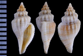 ワタゾココトツブの仲間　未詳 Cytharopsis cancellata aff. small