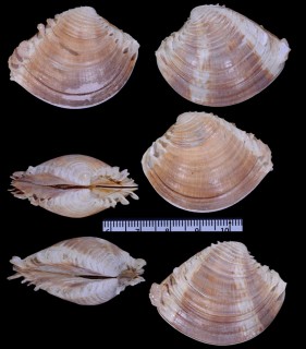 ウロコハマグリ Chione kellettii small