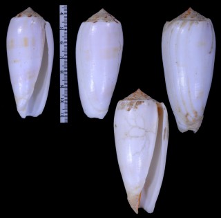 シャムニシキミナシ Conus striatus subfloridus small