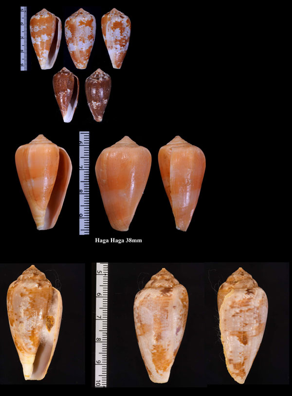 ウズラミナシ Conus tinianus small