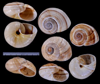 シェルフアラスジヌリツヤマイマイ (仮称) Natalina schaerfiae small