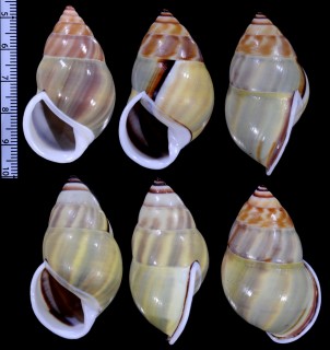 モエギベトナムマレーマイマイ (仮称) Amphidromus comes polymorphus small