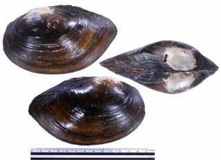 メンカラスガイの仲間 中国 Sinanodonta sp. small