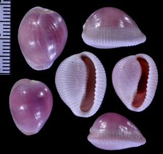 ホソスジバライロスジボタン (仮称) Triviella phalacra small